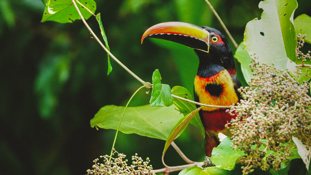 Tour privado de avistamiento de aves